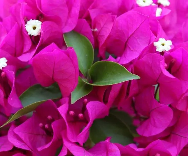 Barici 7003a Appartement Umag